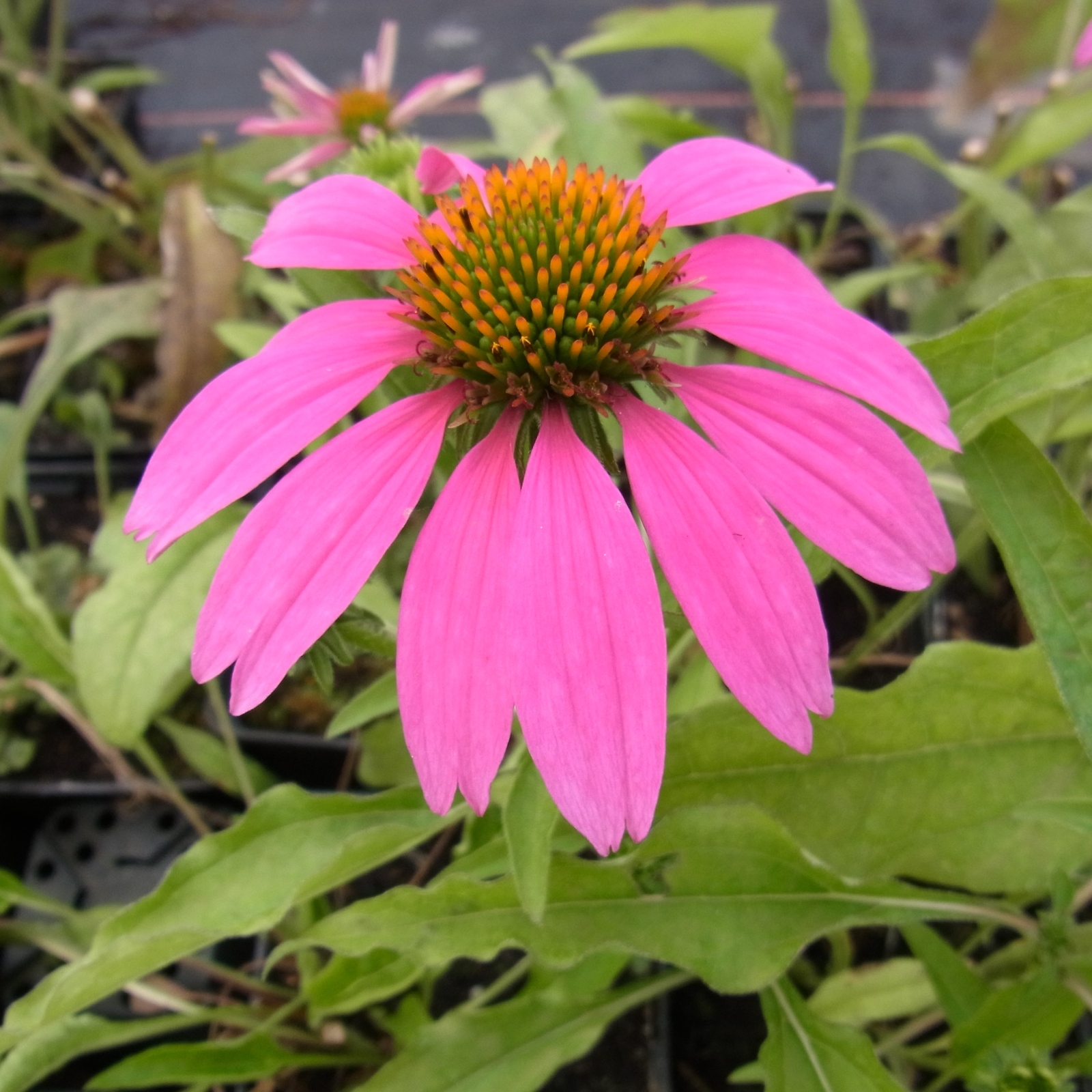 Sonnenhut Echinacea purpurea Magnus