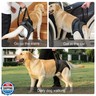 Lqyom Dog Sling for Large Dogs Hind Leg Support, Adjustable Soft Padded Harness for Weak, Injured, or Disabled Back Legs, Helps Support Senior, Arthritic, and Mobility-Impaired Dogs (Large)