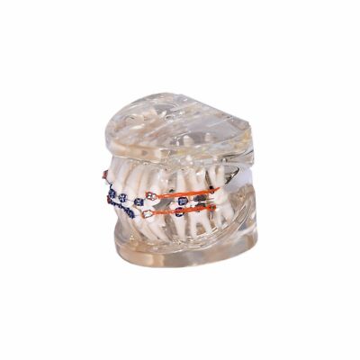 Redland B2-01 Dental Demonstration Teeth Educational Model