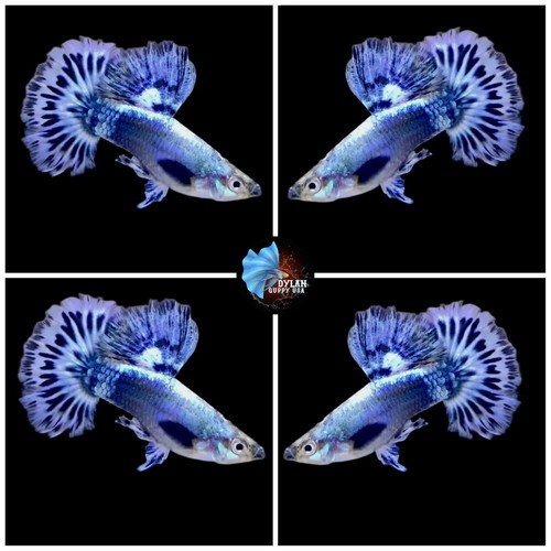 米2discs LP Three Fish Three Fish E267652 EPIC /00660 THREE FISH US Press 1996 E2 67652 Factory Sealed VG+ 2-LP