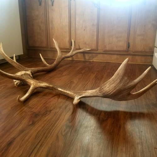 GIANT Heavy Elk Antler Shed Set Pair hunting TAXIDERMY Mount Log Cabin Decor