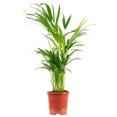 Goldfruchtpalme - Areca Dypsis Lutescens - Höhe ca. 60 cm, Topf-Ø 17 cm