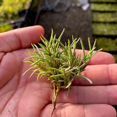 Capillaris Air Plant Small Clump
