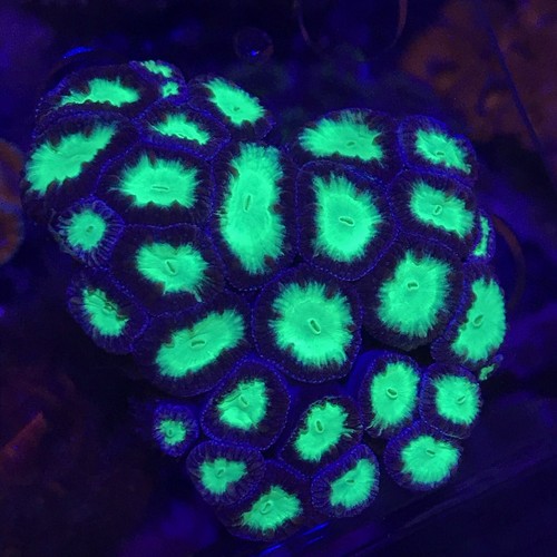 Toxic Day-Glow Blastomussa 25+ Polyp Colony Coral WYSIWYG Live Coral Ultra