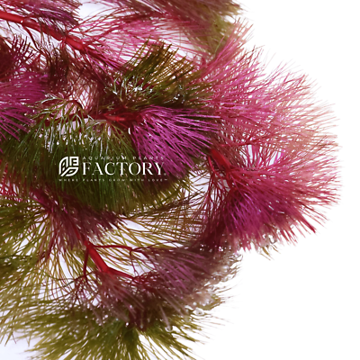 Cabomba Piauhyensis Purple Cabomba | Aquarium Plants Factory®