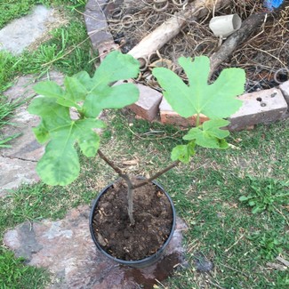 Fig Tree very healthy Keilor Brimbank Area Preview