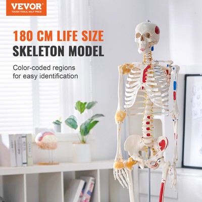VEVOR Human Skeleton Model Anatomical Skeleton Life Size with Muscle Points