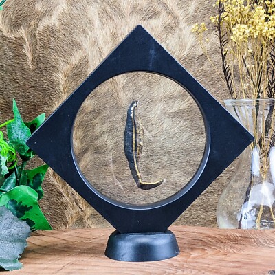 X48g Medicinal Leech Display specimen Taxidermy  Floating Curiosities Oddities