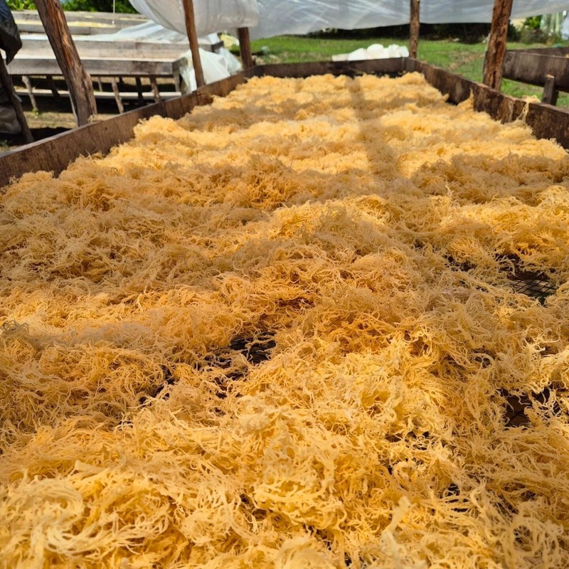 Saint Lucia Gold Sea Moss - Raw