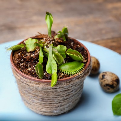 Carnivorous Plant Potting Soil Mix for Venus Fly Trap, Pitcher Plant, Sundew