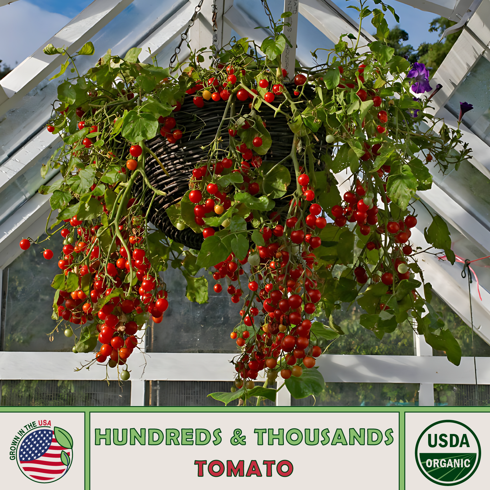 10 Hundreds and Thousands Tomato Seeds, Organic, Open-Pollinated