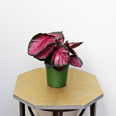 LIVE Calathea Roseopicta Rosy, Indoor potted plant in 4'' growers pot