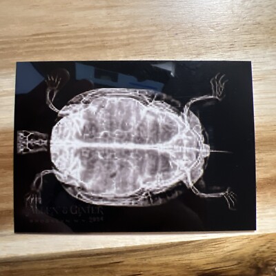 2024 Topps Allen & Ginter Inserts You Pick X-Ray'd, Buzzin, ++ Full Size & Mini