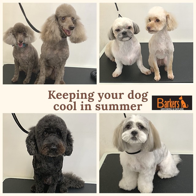 barkers dog groomers