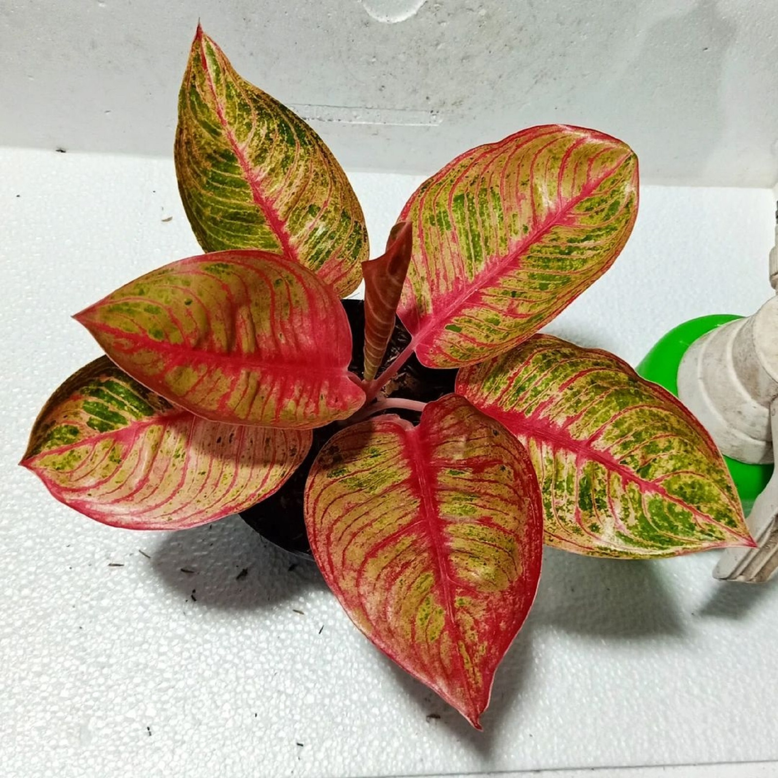 その他観葉植物 Aglaonema Hughes Aglaonema Hughes Tropical Plants ORAMICIN – oramicin