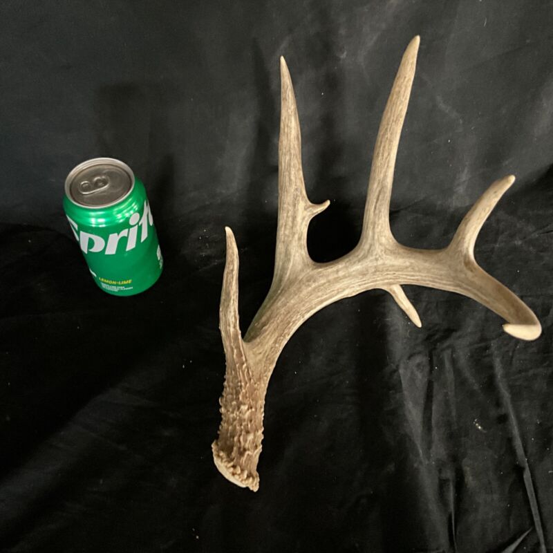 Giant Whitetail shed antlers Antler Taxidermy Home decor Dog chews 1011