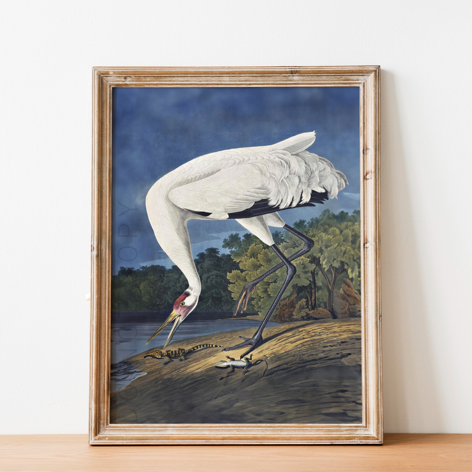 Hooping Crane 1834 John James Audubon Birds of America Wall Art Poster Print