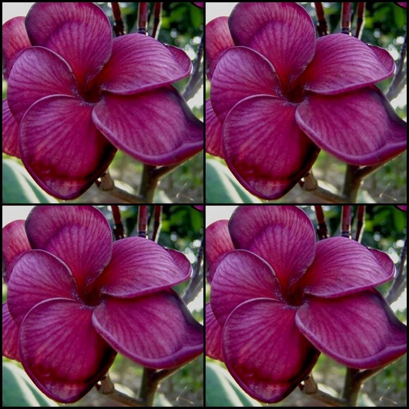 Frangipani Plumeria Black Tiger 10 Seeds Ebay