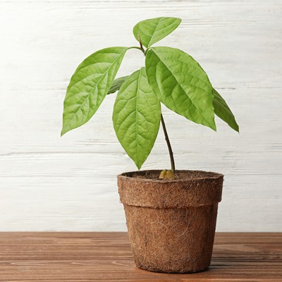 Avocado Tree Potting Soil Mix, Germinate Seeds, Grow, Repot Plants