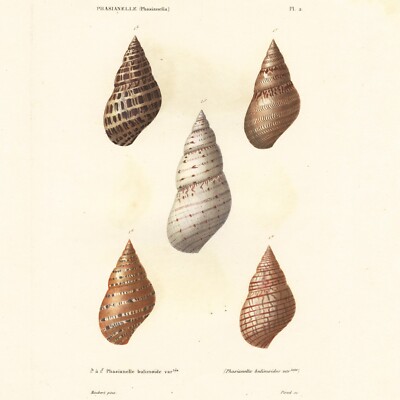1834 Folio Shells Stipple-Engraving, Kiener Coquilles Vivantes PHASIANELLE Pl. 2
