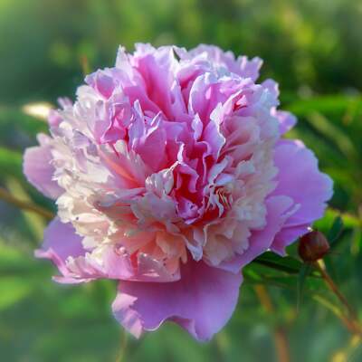 Easy to Grow Peony Sorbet Plant Division Fragrant Blooms Spring