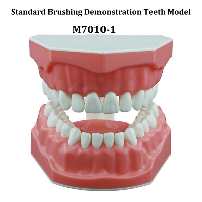 Dental Typodont Orthodontic Teeth Model With Metal Ceramic Brackets Retainer