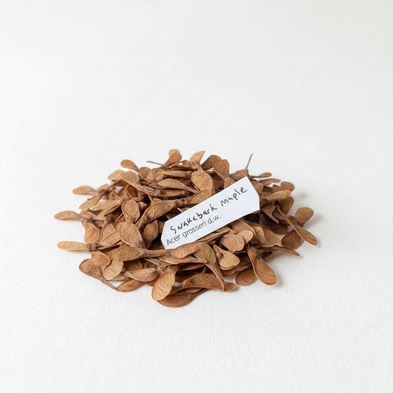 Snakebark Maple Seeds Acer Grosseri Tree Seeds Seed Pretreatment Guide