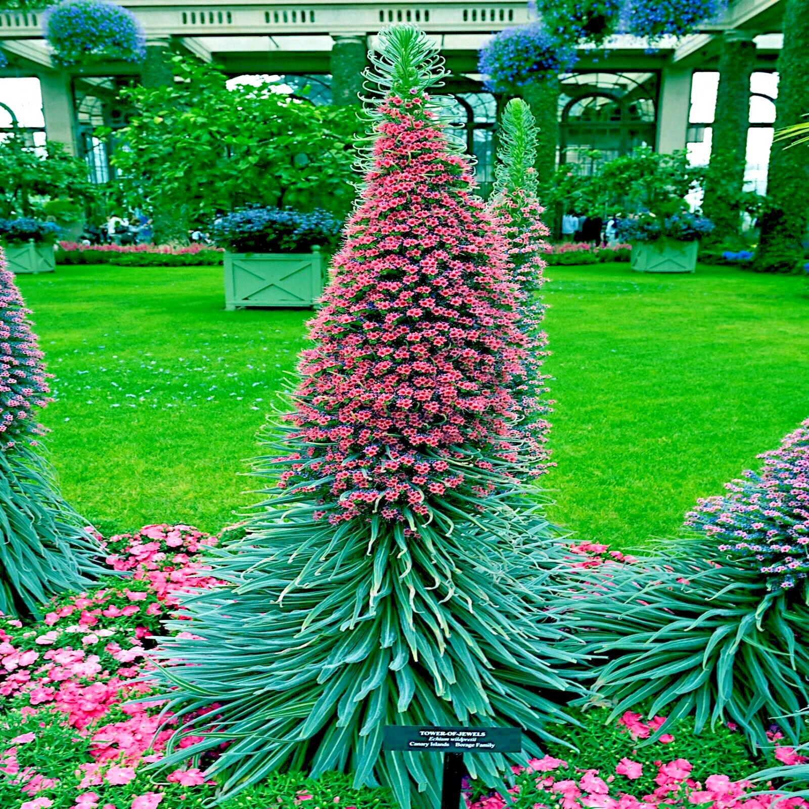 20 TOWER OF JEWELS SEEDS (Echium Wildpretii) Hummingbird Garden Flower Plant