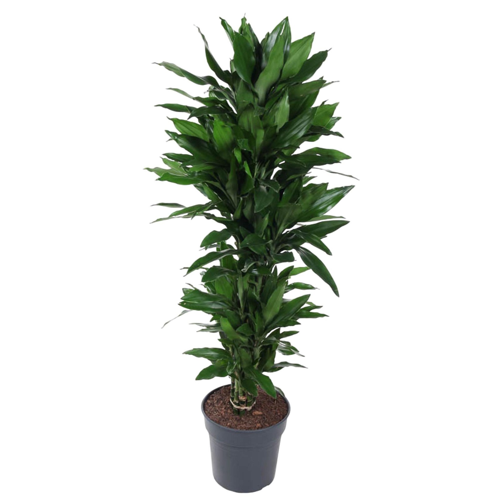 birthday money tree gift MEIN SCHATZ Money Tree Gift Card Holder with 10 Clips and LED Lighted Tips