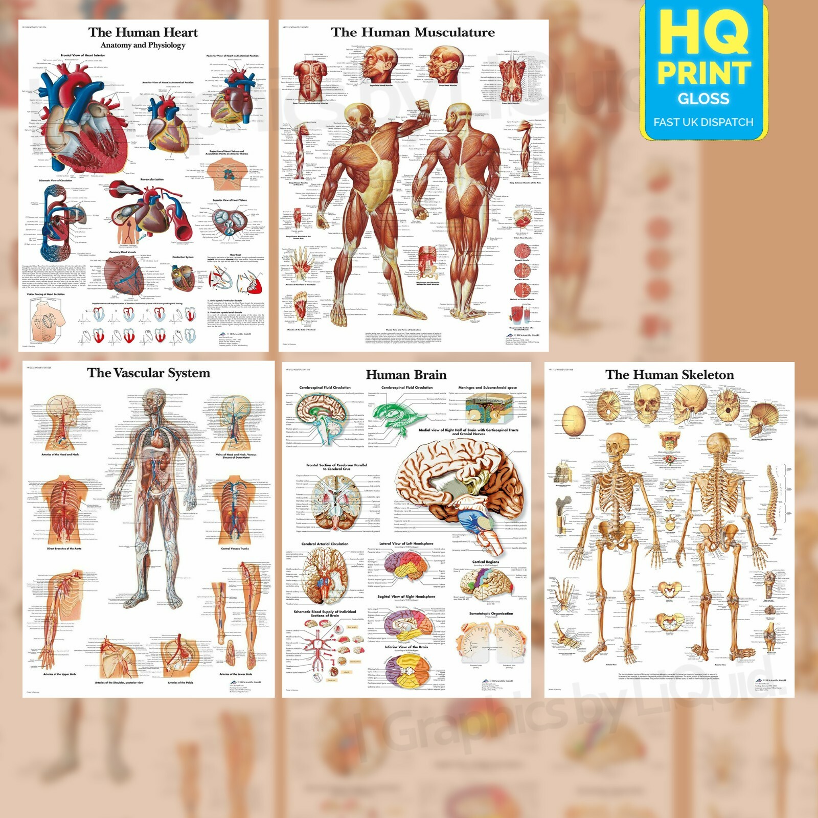 Large Anatomy Posters