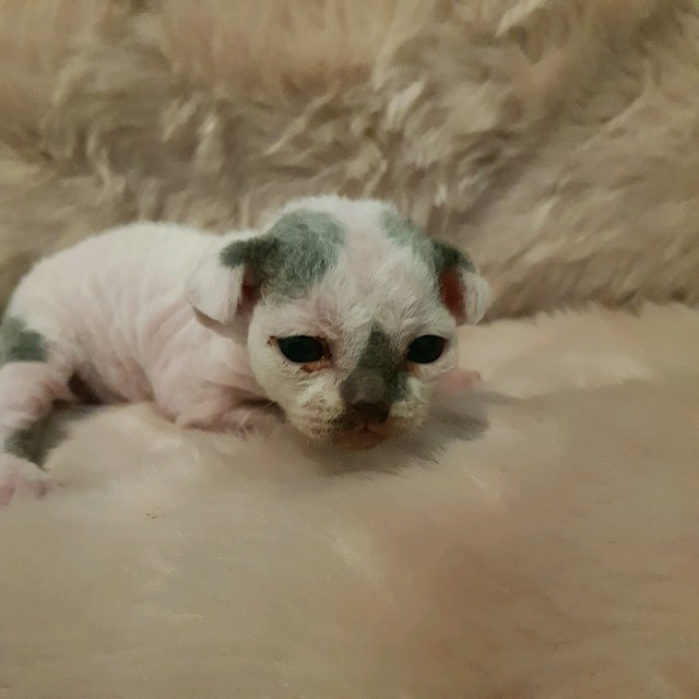 devon rex gumtree