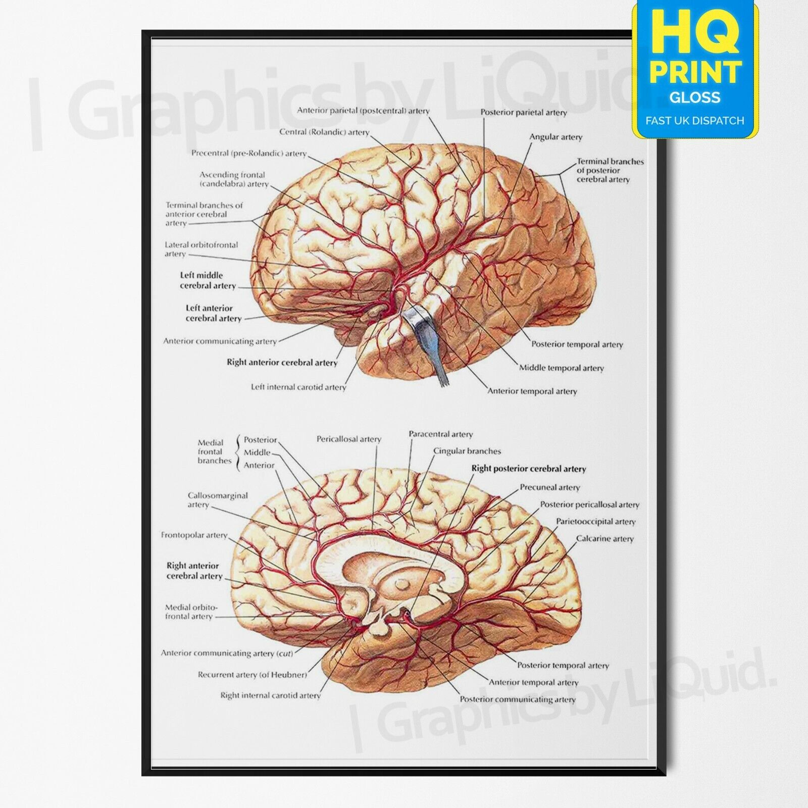 Brain Chart