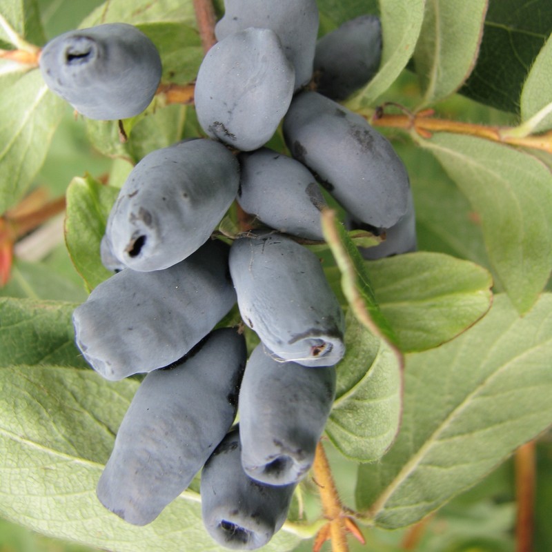Kamtschatka-Heckenkirsche Aurora 1l - Sehr Reichliche Fruchtbildung