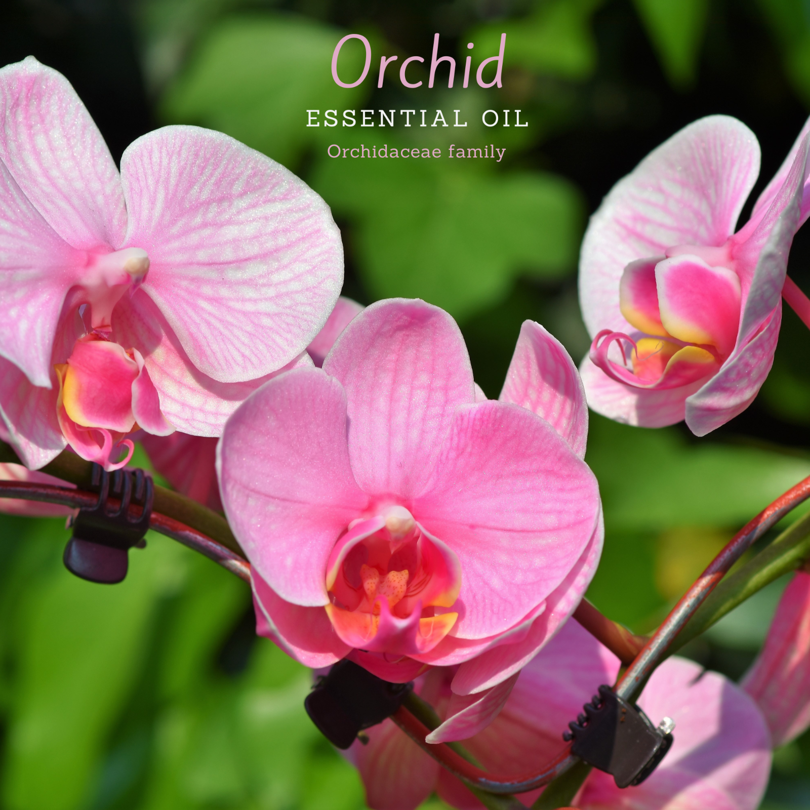 100% Pure, Undiluted, Organic, (orchidaceae Family).