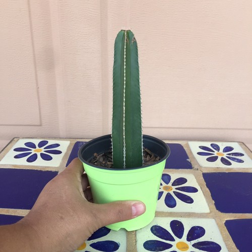 Mexican Fencepost Cactus Plant Pachycereus Marginatus Fully Rooted Cutting