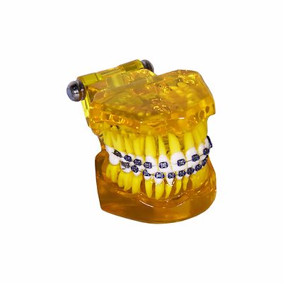 Redland Dental Demonstration Teeth Educational Model orthodontics