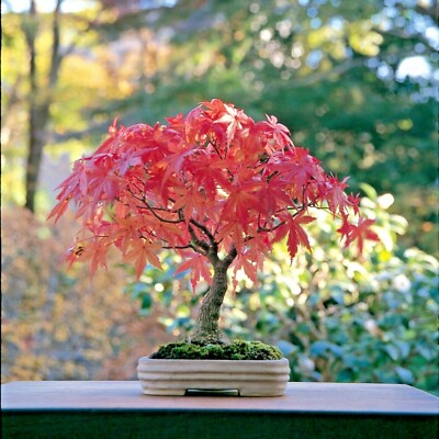 Japanese Maple Bonsai Acer palmatum Japanese maple bonsai live plant & seed bulk