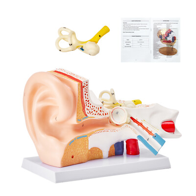 VEVOR Human Ear Anatomy Model Anatomical Ear Teaching Model 5 Times Enlarged