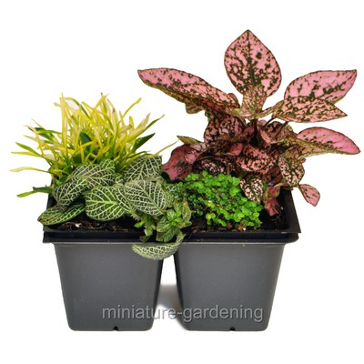 Terrarium and Shade Plant Assortment