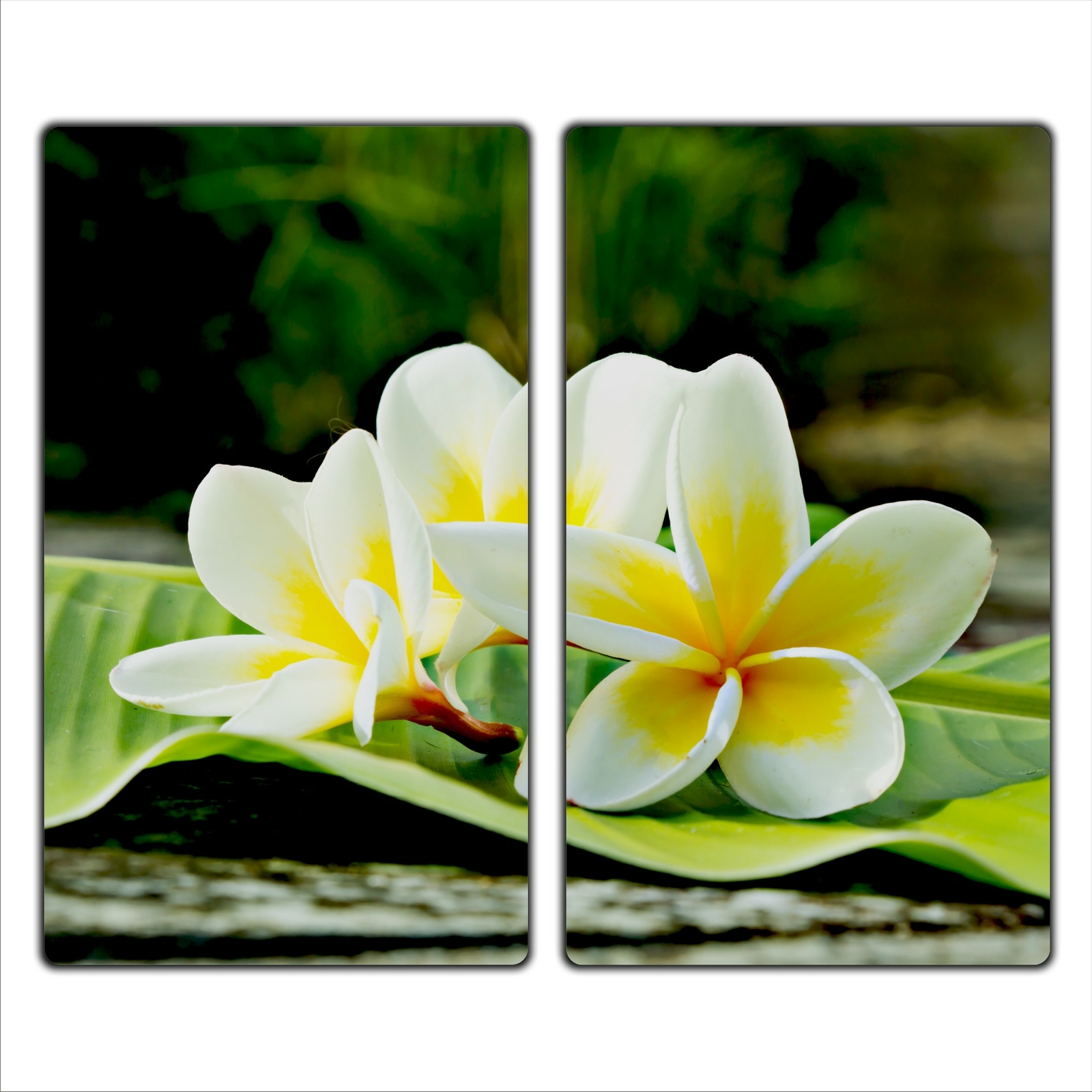 2x30x52 cm Herdabdeckplatten aus Glas Spritzschutz Frangipani-Blume