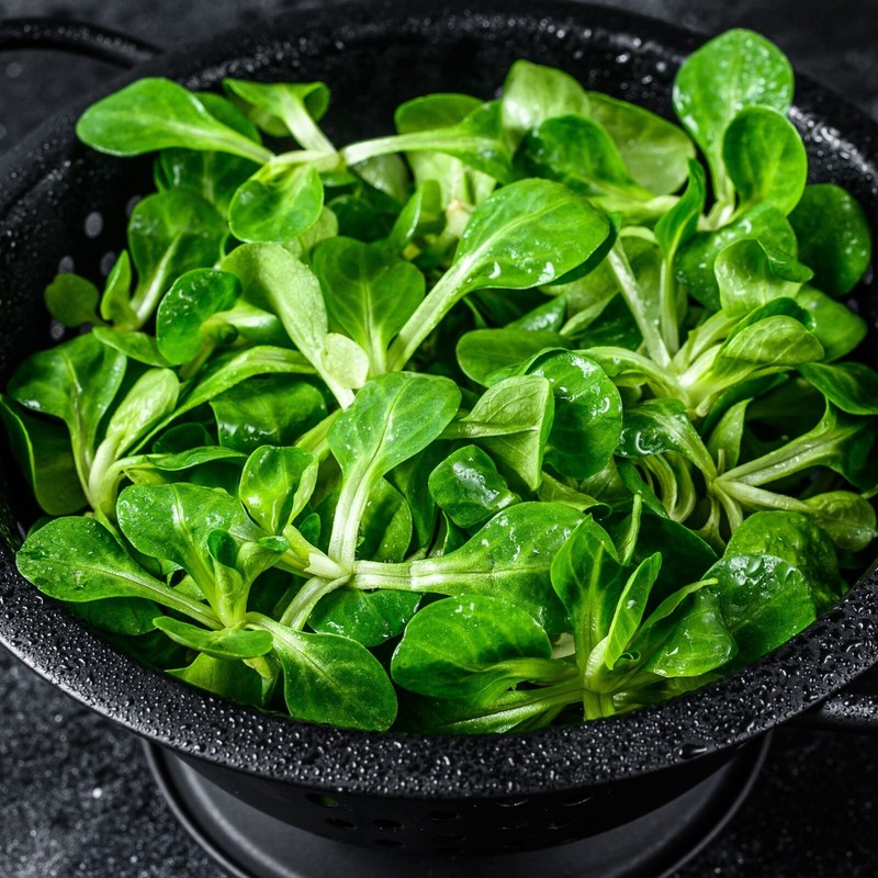 500 Samen Feldsalat Verte De Cambrai Wintersalat Rapunzel Salat Schneller Wuchs