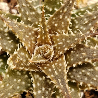 Aloe Pepe Cactus Cacti Succulent Real Live Plant