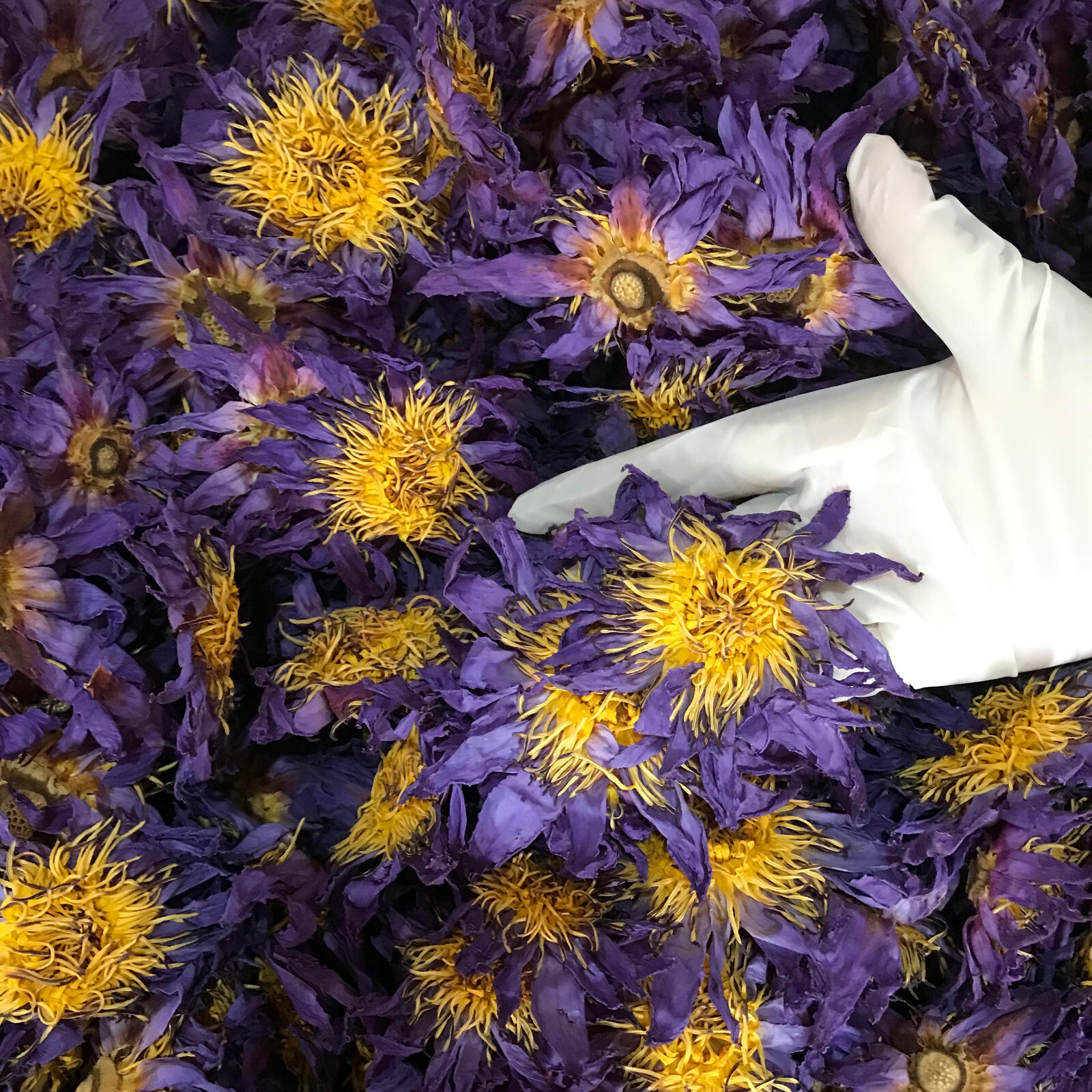 Blue Lotus |Nymphaea Caerulea| 100% Organic Herbal Hand Picked Pure Flowers Tea