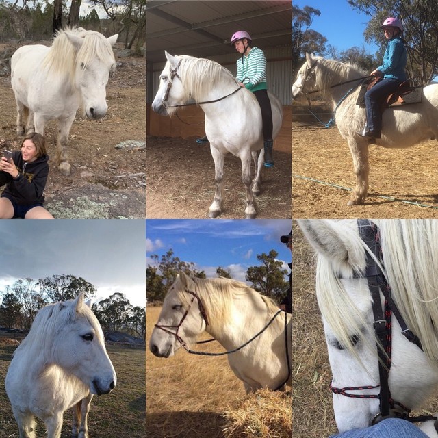 Highland Pony for sale Horses & Ponies Gumtree Australia Southern