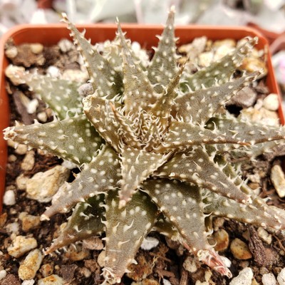 Aloe Pepe Cactus Cacti Succulent Real Live Plant