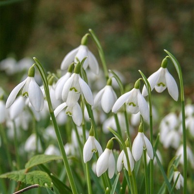 100 x Single Snowdrops in the Green - Bare Root Galanthus Nivalis Ready to Plant