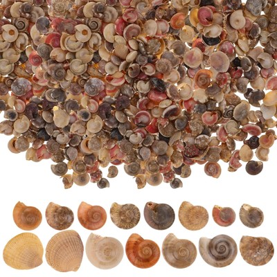 1 Pack Bulk Vases Seashells Cowrie Shell Clams for Crafting Spiral Shell Bead...