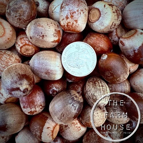 50 POUNDS FRESH 2024 RED OAK ACORNS - DEER & WILDLIFE FEED - PLANTING - NJ FARM!