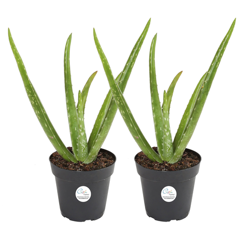 Costa Farms Aloe Vera Live Indoor Plant 12 To 14 Inches Tall