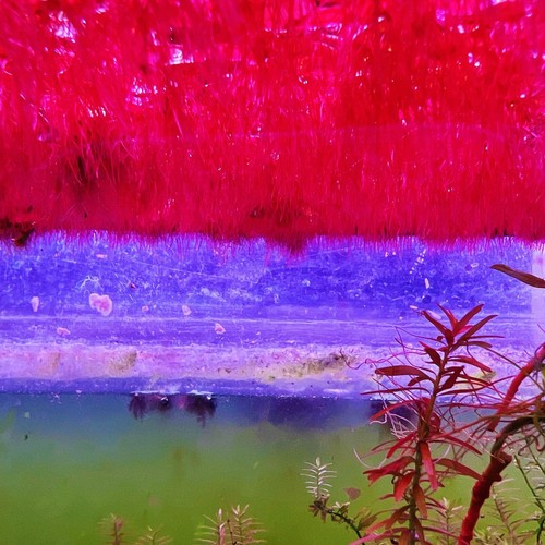 60+ Leaf Red Root Floaters Live  Aquarium Floating Plant Buy 2 Get 1 Free